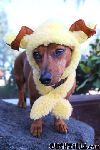 A Woof in Sheeps Clothing Costume for Dogs & Cats from Cushzilla