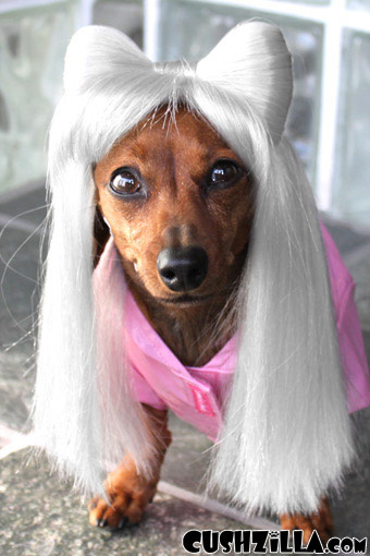 cushzilla-lady-gaga-dog-wig-cat-wig-117-