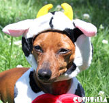 Happy Cow Costume for Cats & Dogs from Cushzilla