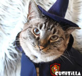 Yer a Hairy Wizard! Costume for Cats & Dogs from Cushzilla
