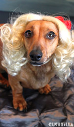 Cat Wigs and Dog Wigs in celebrity styles, match-to-master colors, and ...
